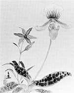 M964.1.459-2, Wildflowers, by Elizabeth Duer, 1941.